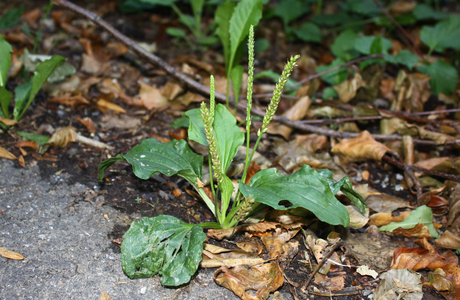 Breit Wegerich (Plantago major) - © Emanuel Trummer Breit Wegerich (Plantago major) - © Emanuel Trummer
